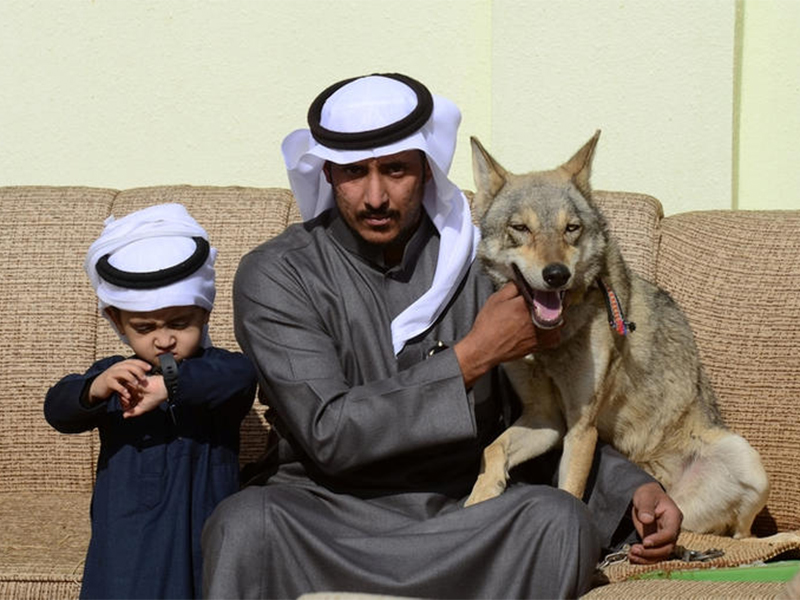 أسرة سعودية تعيش مع الذئاب منذ 11 عامًا